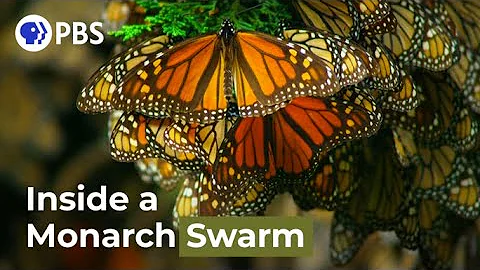 Watch a Breathtaking Monarch Butterfly Swarm - DayDayNews