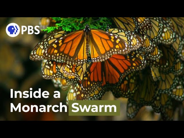 Watch a Breathtaking Monarch Butterfly Swarm class=