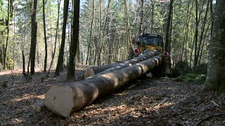 Ecovantaggi ecologici – Il pellet è rinnovabile ed ecologico