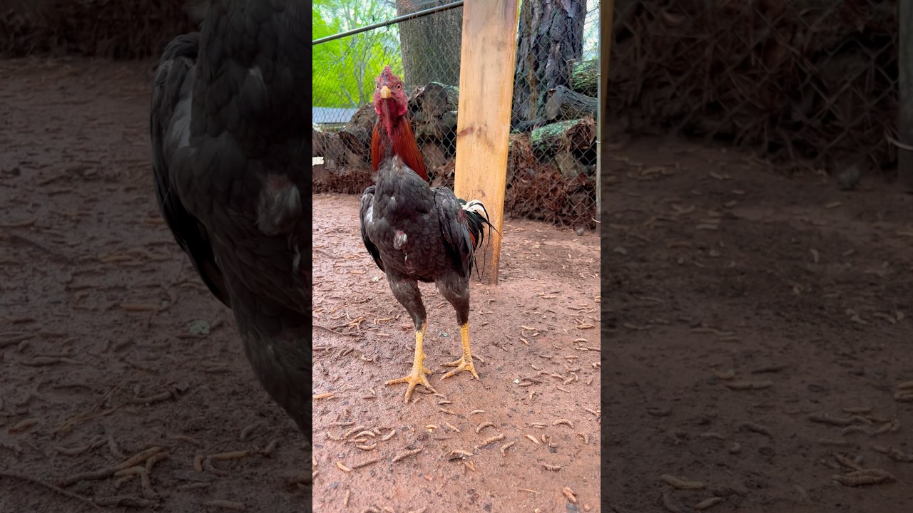 Thai Asil Rooster 