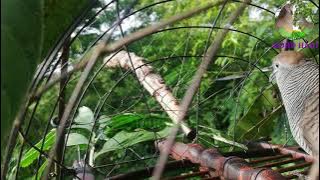 Pikat merbuk  krok tandang Tapau merbuk kampung perkutut Lokal by si tb merbok kampong jebak #pikat