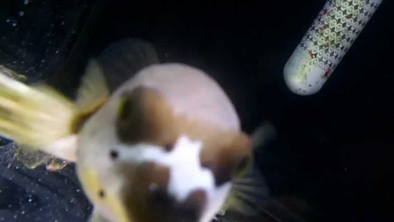 puppy fish puppy faced puffer fish puppy fish puppy faced puffer fish