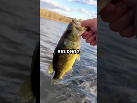 Bigg Dogg Fishing Sittingonthedockofthebay Bassfishing Bass Fish Fishinglife