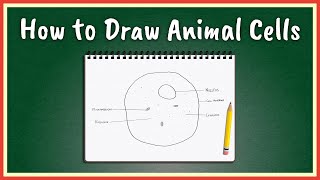 How to Draw Animal Cells