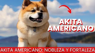 Akita Americano  Raza de Perro