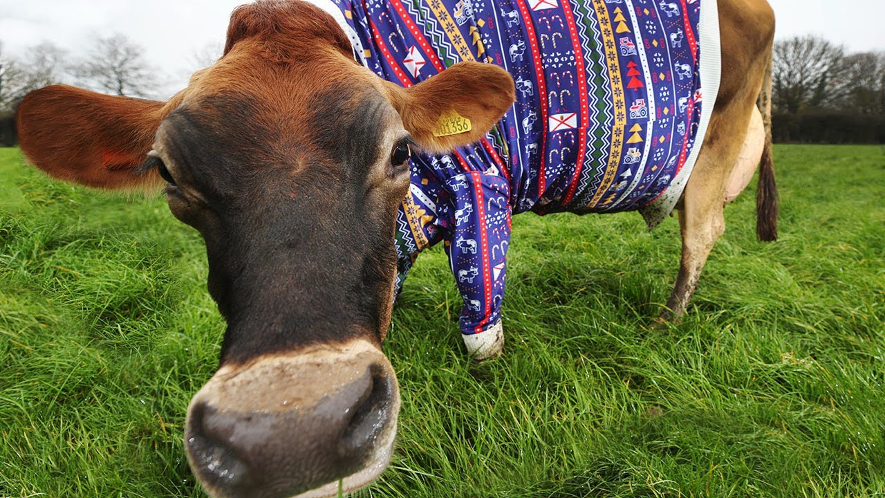 Jersey Cows in Christmas jumpers - YouTube