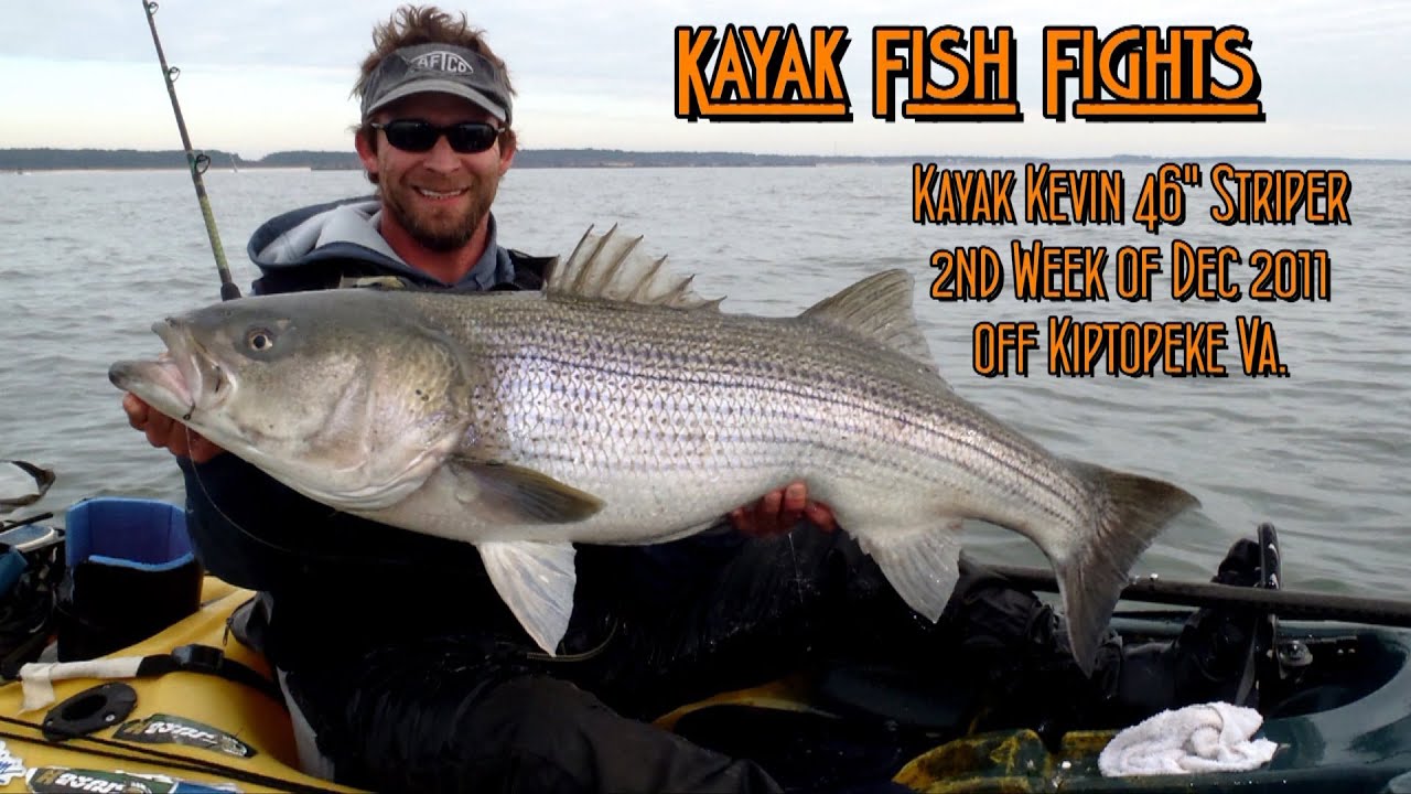 Kayak Fish Fights: Kayak Kevin 46" Striper, 2nd week Dec 