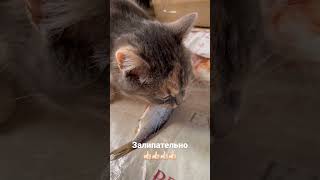 Кошка кушает рыбку-это залипательно))) #shortvideo #москва #жизнь #smile #кошка