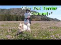 Wire Fox Terrier and open gardens in Japan