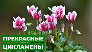 видео: ЭЛЕГАНТНЫЕ КАК БАБОЧКИ | уход за цикламеном картинка: ЭЛЕГАНТНЫЕ КАК БАБОЧКИ | уход за цикламеном