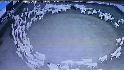 В Китае стадо овец ходит по кругу без перерыва уже 12 дней