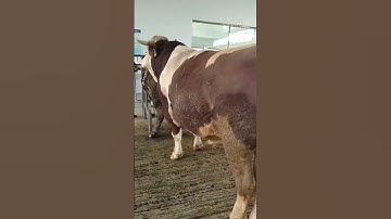 I paired this one at the beginning and I paired it again for the second nest340