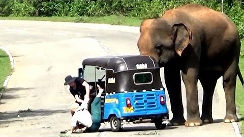 An unbelievable, the elephant attacks the Tuk Tuk in which a foreign tourist couple was traveling