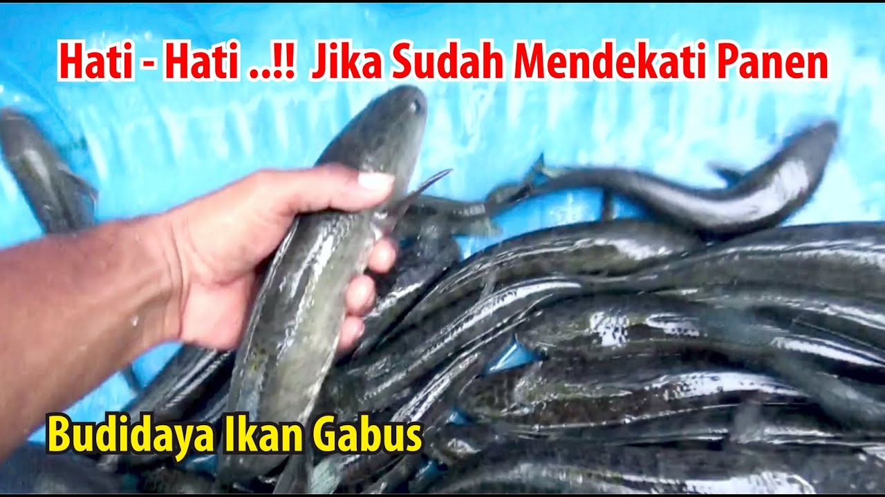 Hati - hati jika ikan sudah sebesar ini || perawatan ikan gabus usia 5 bulan ke atas
