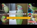 Bugu parrot 🦜 | mithu ki sweet voice mummy &amp; mithu bolta huva #parrotvideo #buguu #talkingparrot