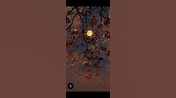 تلاوة هادئة لسورة التين #قران_كريم #راحة_نفسية