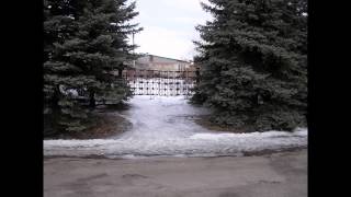 Прекрасні ялинки ростуть уздовж вулиць в смт Великий Бурлук...