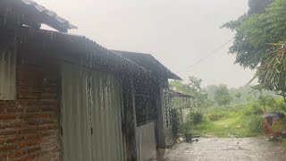 Thrilled! Old lady Was Trying to Protect her Chicks During Heavy Rain | Walking and Chat With Locals