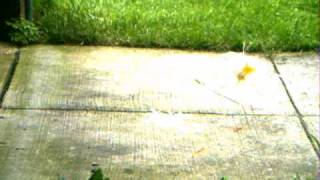 Egg drop egg explosion