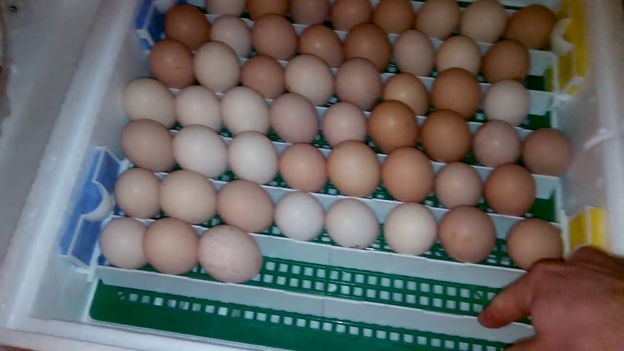 Яйца фазана купить. Инкубация яиц фазана. Инкубация гусиных яиц 29 30 31. Закладка яиц в инкубатор. Яйцо фазана в инкубаторе.