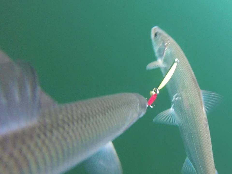 GoPro underwater video of Cisco Herring ice fishing on Lake Simcoe