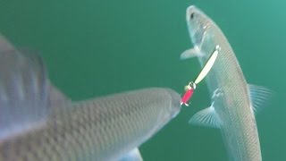 GoPro underwater video of Cisco Herring ice fishing on Lake Simcoe.