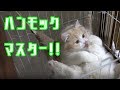 ハンモックの使い方に強いこだわりを感じるウチの猫！