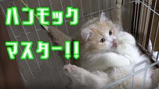 ハンモックの使い方に強いこだわりを感じるウチの猫！