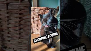 Nature’s built-in spa day! 🐱#catscience #grooming #cattips