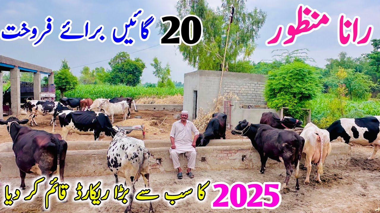 Rana Manzoor | 30 + Plus Cows for sale  | Top Quality Cows for sale | 15 July 2025
