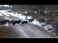 GROSSE journée de chasse en parc aux Sangliers, Daims, Cerfs !!! Des tirs et des tirs !!!