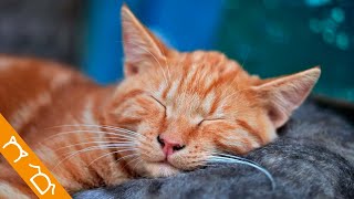 Música Para Gatos Para Relajarse Y Dormir | Música Relajante Para Gatos Estresados