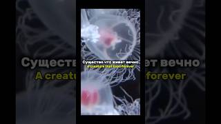 Вечная жизнь - возможно ли это?! #наука #биология #медуза #факт #эрудит