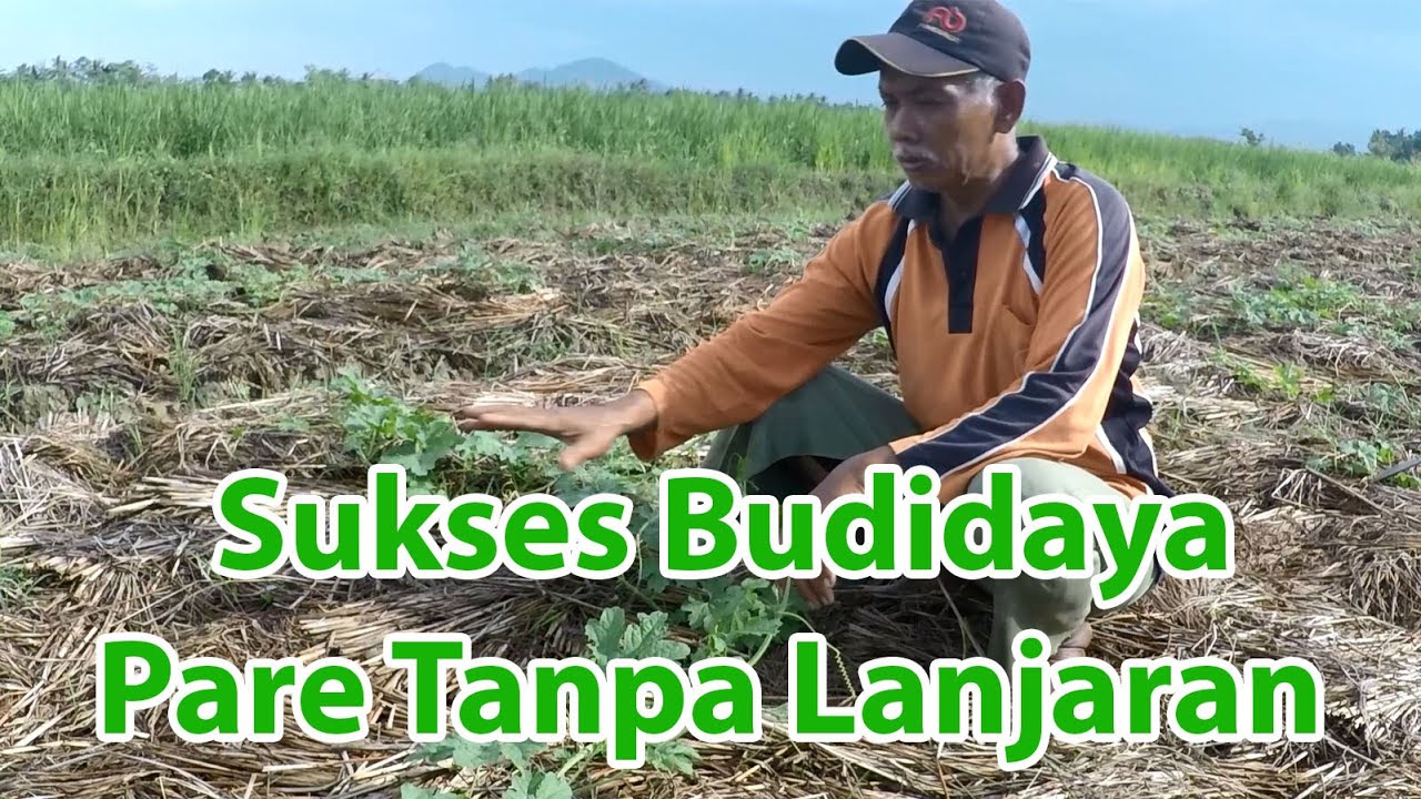 Cara Menanam PARE Tanpa Lanjaran | Sukses Budidaya PARE 