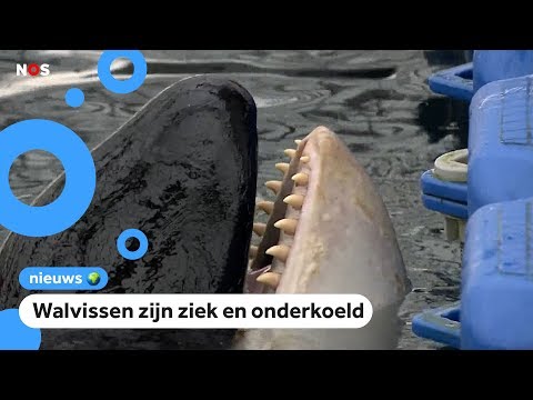 Video: Waarom Worden Dolfijnen En Walvissen Aangespoeld? Alle Versies Van - Alternatieve Mening