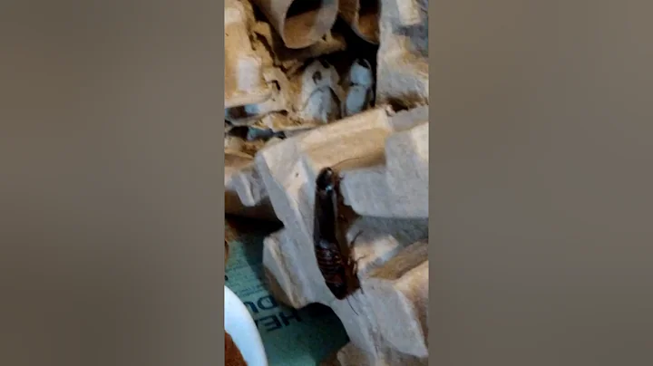 Dublia bugs breeding