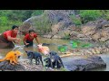Woman helped baby dog From the Crocodiles and meet watermelon &amp; Grilled Crocodiles for dog delicious