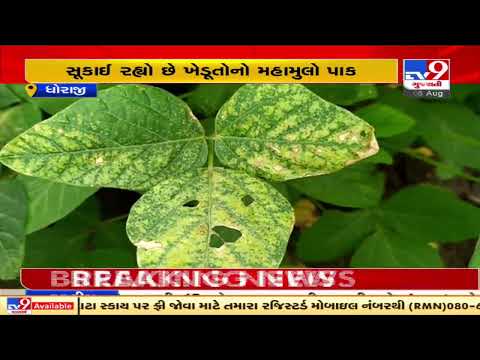 Farmers in Dhoraji fear crop loss due to Delayed Monsoon, low water levels | Rajkot | TV9News