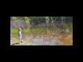 Рівень води у р.Оріль, Царичанський р-н, 4.05.23р