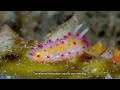 Mohamed Azmey | Treasured Underwater Discoveries | Digital Online 2025