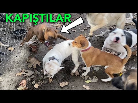 MİA ŞİLA'YA DALINCA KÖPEKLER ÇILDIRDI!! Boxer Ve French Bulldog