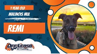 Malinois Mix Off leash Dog Training / Obedience Training