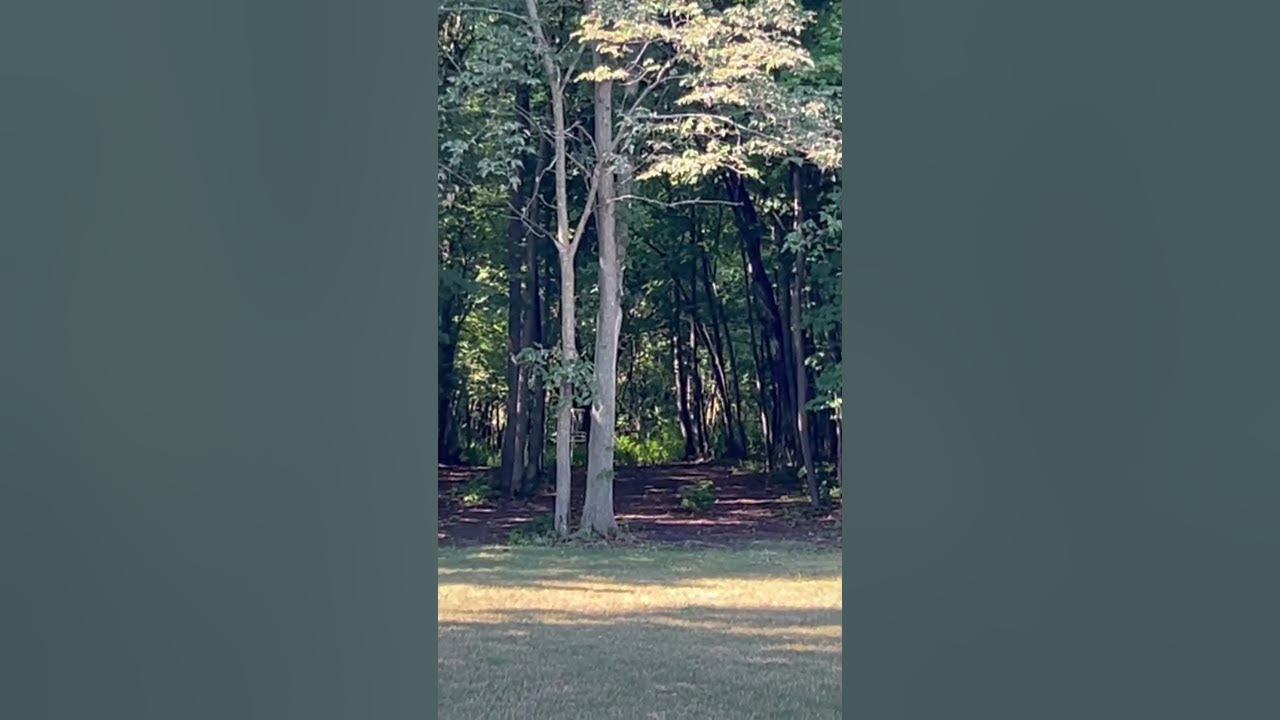 Throwing a turnover shot into a wooded fairway discgolf frisbeegolf 
