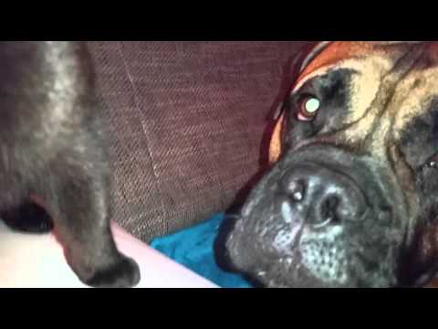 smoky mountain bullmastiffs