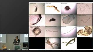 Microplastics in foodwebs