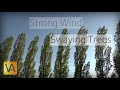 Strong wind blowing through trees natural white noiserelaxing sound for sleeping
