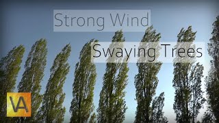 Strong Wind Blowing Through Trees (Natural White Noise/Relaxing Sound for Sleeping)