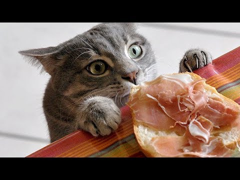 laugh-like-crazy-with-funny-animals---super-funny-animal-compilation