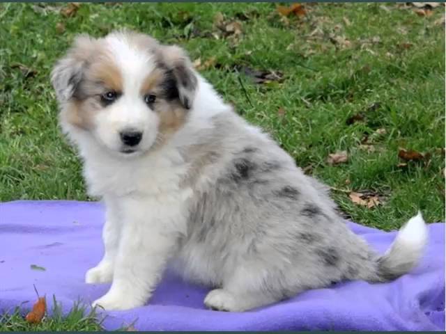 Set Of Useful Picture Ideas Of Pomeranian Australian Shepherd Mix -