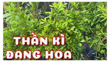 Cây Thần kì đang hoa | 0386569374 - Ngọc Ngân Bến Tre | Chuyên cây độc lạ